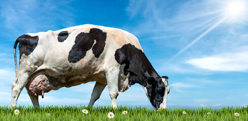 White and black dairy cow on a green pasture with daisy flowers, against a clear blue sky with...