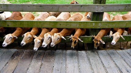 Flock of sheep behind fence in farm.