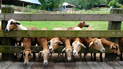 Flock of sheep behind fence in farm.