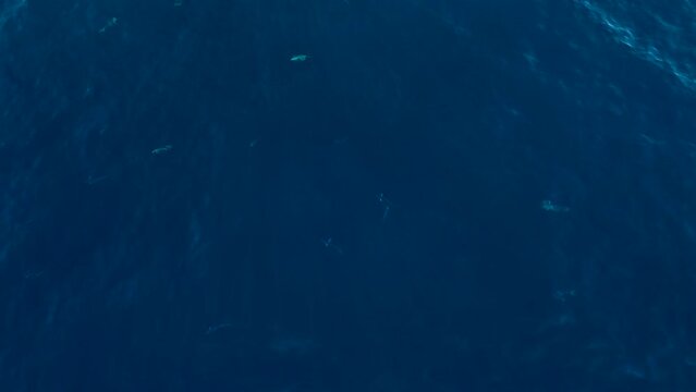 free swimming mahi mahi drone view