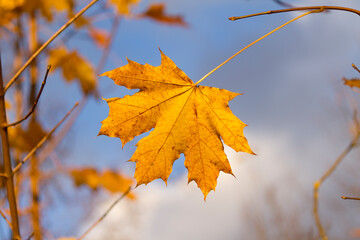 Big yellow maple leave with blue sky on background. Nature background with yellowleaf and blue sky on autumn day.
