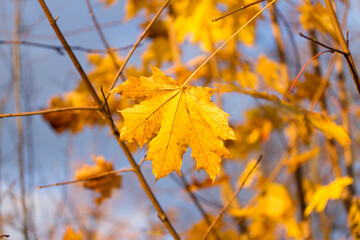 Big yellow maple leave with blue sky on background. Nature background with yellowleaf and blue sky on autumn day.