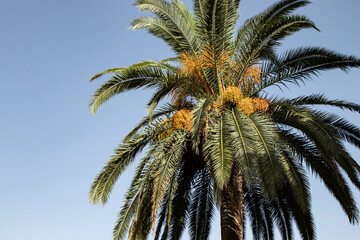 Fototapeta na wymiar Summer palm tree wallpaper with blue sky