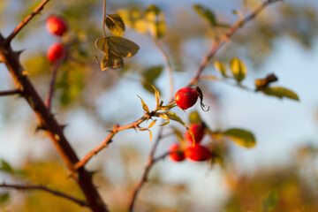 Red and ripe rose hip berries on a bush on sunny autumn day