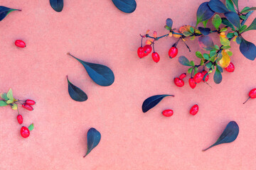 Leaves, branches and berries of Rocket Barberry Shrub on a pink background