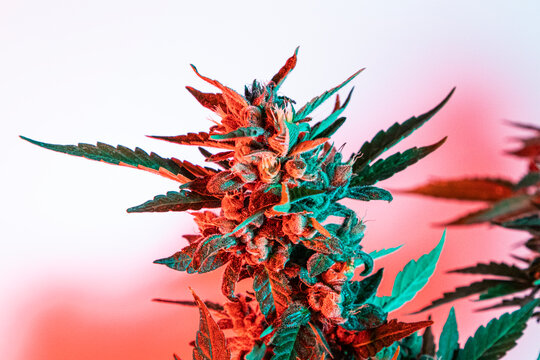 Medical cannabis cbd in flowering stage with red and blue lights 