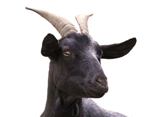 black goat isolated on white background