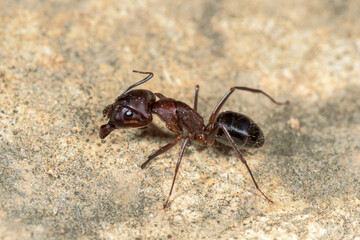 Ant Messor spp , on a stone