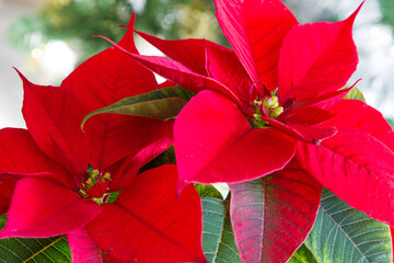 Red poinsettia, christmas traditional flower background. Top view