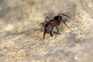 Ant Messor spp in attack position, on a stone