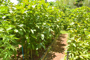 green Thai herb farm kratom leaves for health