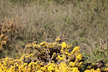 Tarier pâtre sur un ajonc