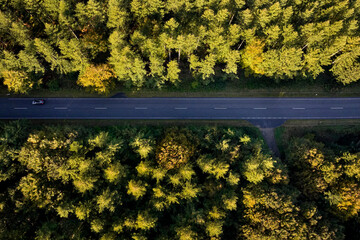horizontal photo of road with tall trees