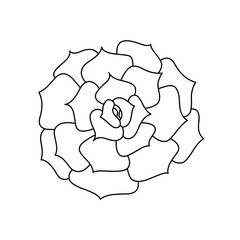 Succulent echeveria in doodle style, vector illustration. Desert flower hand drawn for print and design. Isolated element on a white background. Home plant outline, side view