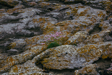 Flowers growing in the middle of a rock