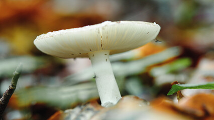 Mountain mushrooms. Close up macro shot