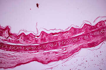 Hyaline cartilage, Elastic cartilage and Bone Human under the microscope in Lab.