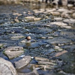 mallard on the rock
