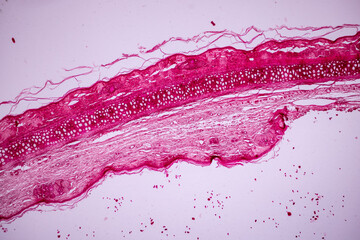 Hyaline cartilage, Elastic cartilage and Bone Human under the microscope in Lab.
