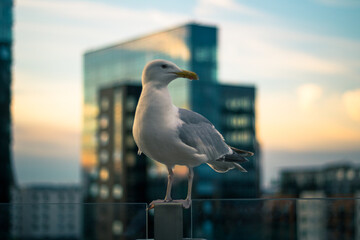 A seagull on top a wall railing