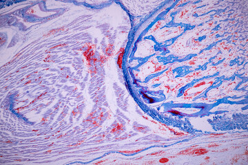 Hyaline cartilage, Elastic cartilage and Bone Human under the microscope in Lab.