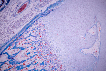 Hyaline cartilage, Elastic cartilage and Bone Human under the microscope in Lab.