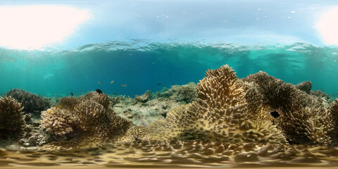 Beautiful underwater landscape with tropical fish and corals. Philippines. 360 panorama VR