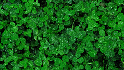 Close-up of green clover leaves with water drops from rain or morning dew. Abstract natural soft background with copy space, top view.
