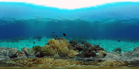 Fototapeta na wymiar Tropical colourful underwater seascape.The underwater world with colored fish and a coral reef. Philippines. 360 panorama VR