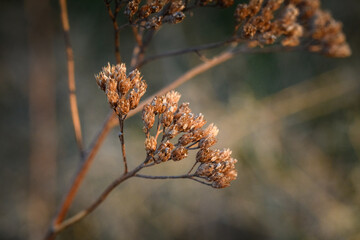 Blüte im Herbst