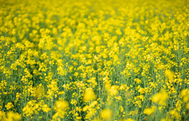 Field of blooming yellow flowers in summer.