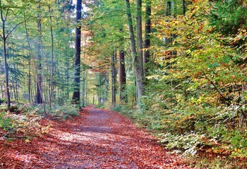 Gang durch den herbstlich-bunten Wald