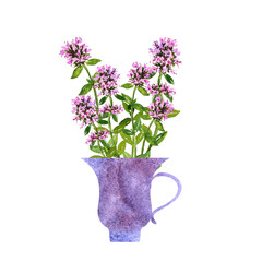 watercolor drawing tea cup with thyme flowers, herbal tea, , hand drawn illustration