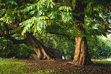 Stare drzewa w parku. Złota godzina w parku, kora drzew oświetlona przez promienie zachodzącego słońca. - obrazy, fototapety, plakaty