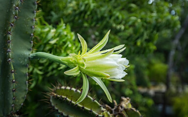 Macro view of Cactus flower of white color in Mexico