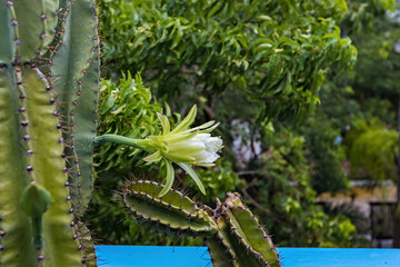 Macro view of Cactus flower of white color in Mexico