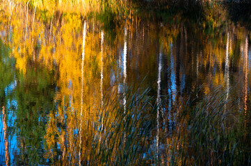 abstract colorful autumn background with reflections of grass and trees in lake water