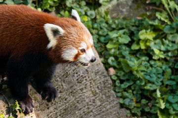 The red panda (Ailurus fulgens) is a carnivoran native to the eastern Himalayas and southwestern China. It is listed as Endangered on the IUCN Red List. Portrait.