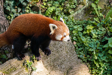 The red panda (Ailurus fulgens) is a carnivoran native to the eastern Himalayas and southwestern China. It is listed as Endangered on the IUCN Red List.