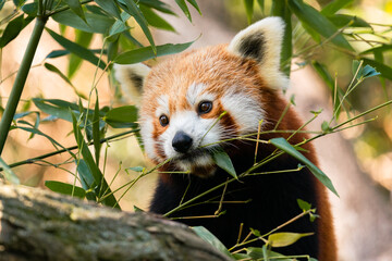 A very beautiful red Panda (Ailurus fulgens) sits on a tree between branches with bamboo leaves.