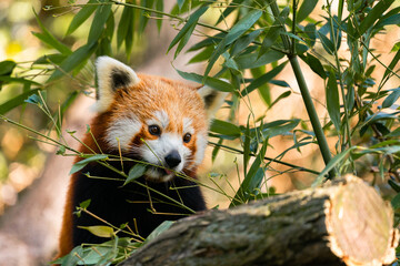 A very beautiful red Panda (Ailurus fulgens) sits on a tree between branches with bamboo leaves.