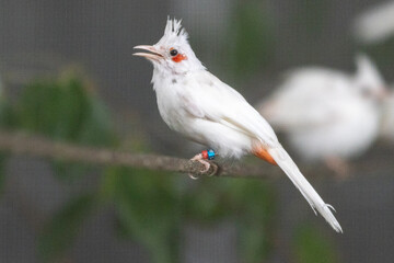 Beautiful bird in Asian, It is a kind of bird found in Thailand.