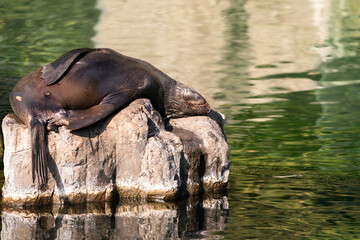 Fototapeta premium Sea lions (Otariidae) and seals are marine mammals, spending a good part of each day in the ocean to find their food. A sea lion lies and rests on a stone by the water