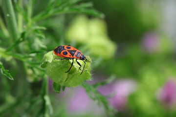 Insekten im Garten - Nahaufnahme einer gemeinen Feuerwanze auf der Frucht einer wilden Malve