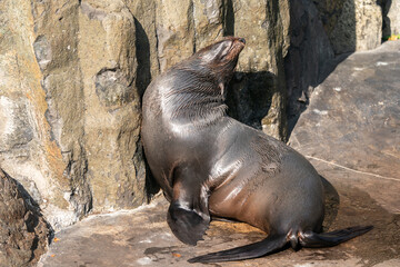 Sea lions (Otariidae) and seals are marine mammals, spending a good part of each day in the ocean to find their food. A sea lion lies and rests against a rock.