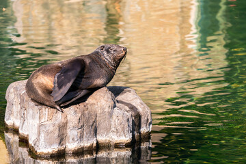 Sea lions (Otariidae) and seals are marine mammals, spending a good part of each day in the ocean to find their food. A sea lion lies and rests on a stone by the water