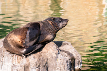 Sea lions (Otariidae) and seals are marine mammals, spending a good part of each day in the ocean to find their food. A sea lion lies and rests on a stone by the water