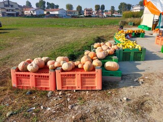 raccolta di zucche