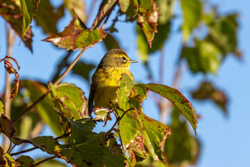 bird on a branch