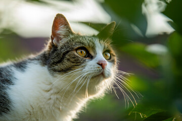 Naklejka na ściany i meble Adult tabby cat in a garden